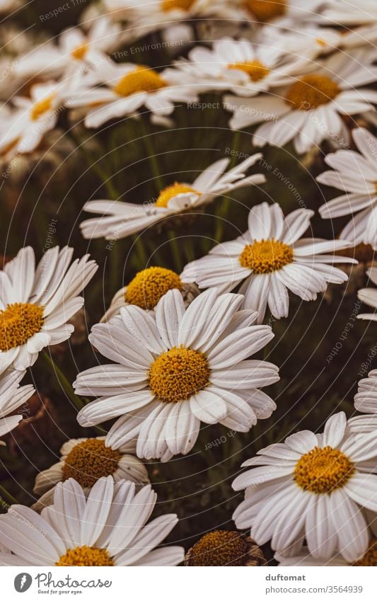 A sea of daisies Marguerite marguerites Nature flowers Balcony Plant Growth Summer Beauty & Beauty Macro (Extreme close-up) bleed Blossoming Fragrance