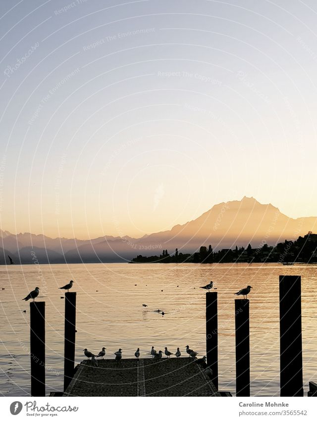 Birds in a row on a landing stage. View from Küssnacht am Rigi to Pilatus (Switzerland) birds Exterior shot Mountain Sky Panorama (View) Deserted Environment