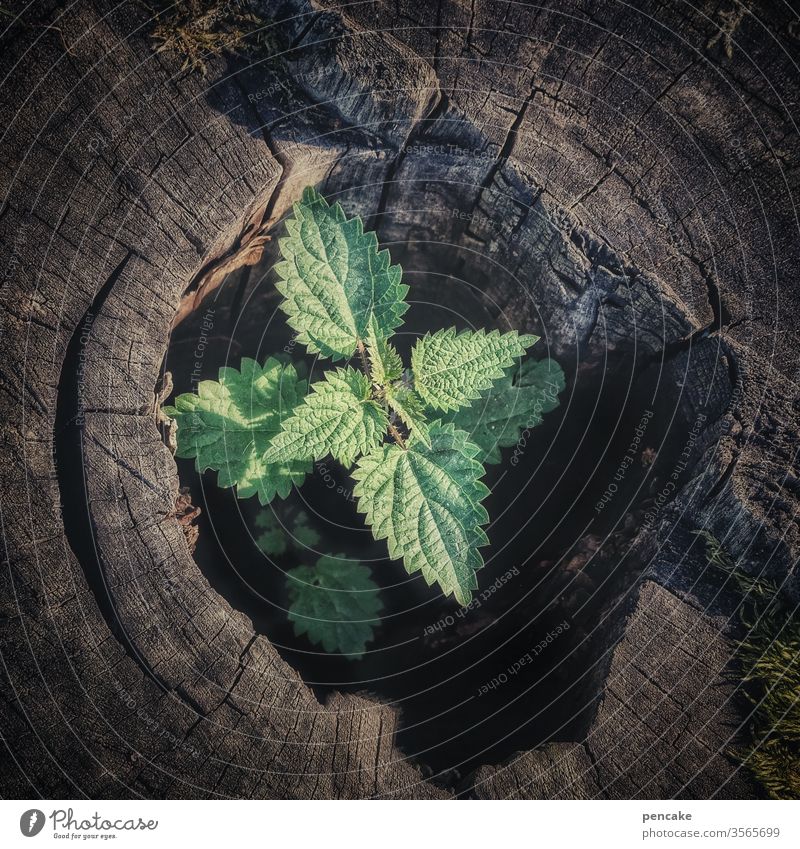 cycle of life Tree stump stinging nettle Plant Colour photo Exterior shot Environment Nature Transience Death Life tree circulation Survive