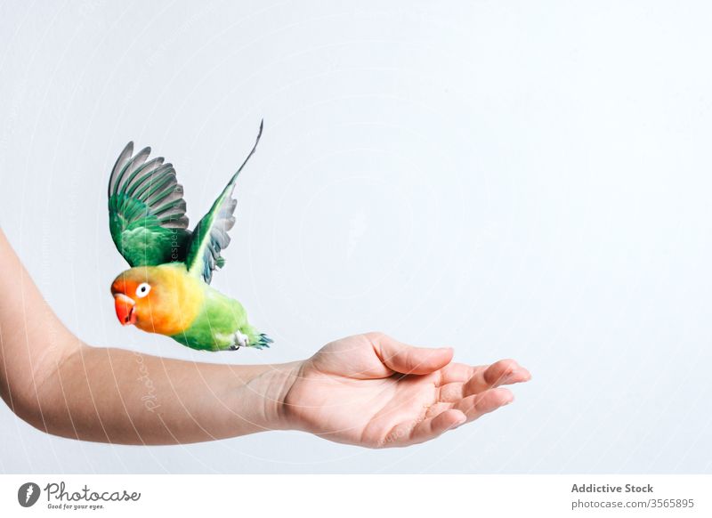 Little colorful parrot on female hand bird lovebird little cute avian exotic tropical fauna beak wild bright vivid animal vibrant adorable show demonstrate