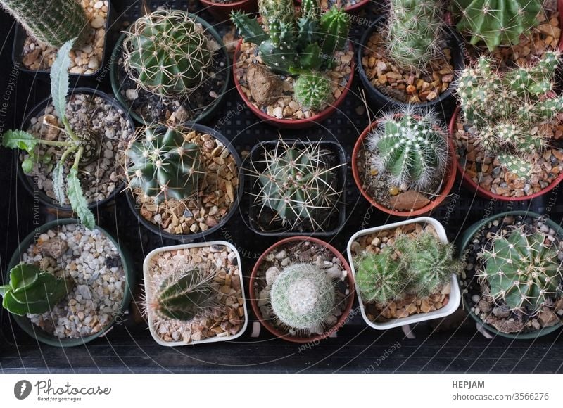 Top view , Collection of various cactus and succulent plants in different pots. space for your text background beautiful blooming botanical botany cactaceae