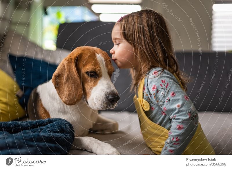 Dog with a cute caucasian baby girl. Beagle lying on sofa, baby comes and give a kiss in dogs forehead. beagle love little inside home person pet female