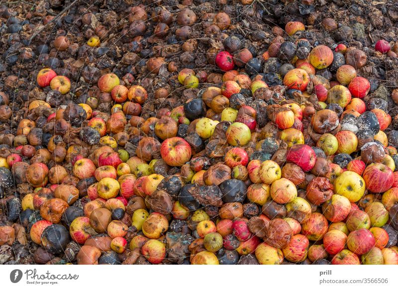 rotting apples apfel verrotten verfall haufen frucht kompost mist viele abfall bio schimmel verschimmeln erhöhter blickwinkel formatfüllend ausschnitt