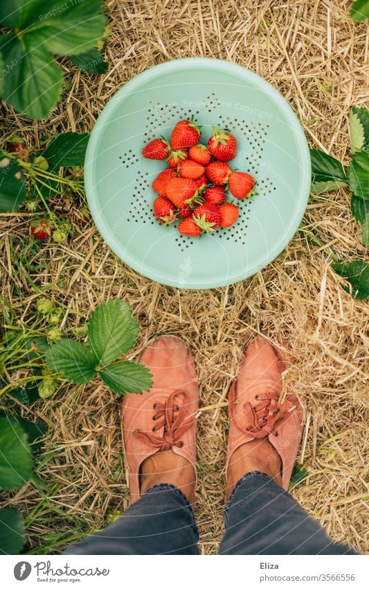 A person is standing in the strawberry field in front of a bowl of fresh home-picked strawberries Strawberry Time Harvest regionally Pick amass Fresh Red