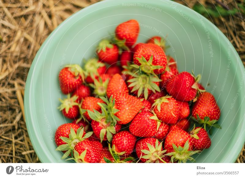 A bowl with many self-picked ripe strawberries on the strawberry field Strawberry Mature self picking pick your own oneself Field Tavern regionally Delicious