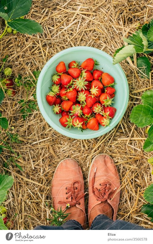 A person is standing in the strawberry field in front of a bowl of fresh home-picked strawberries Strawberry Strawberry Time amass feet Mature Field garnered