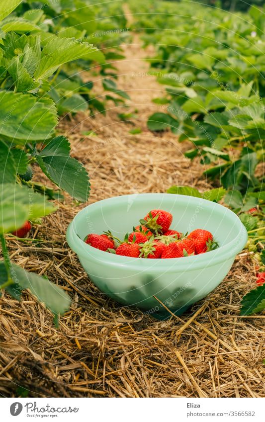 A bowl of home-picked strawberries between strawberry bushes in a strawberry field Strawberry Strawberry bushes Picked garnered reap Delicious Red Field out