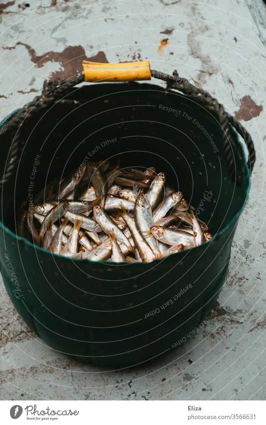 A bucket full of silver fish caught Bucket fishing Feed Many dead Fishing (Angle) catch Fishery Nutrition Food