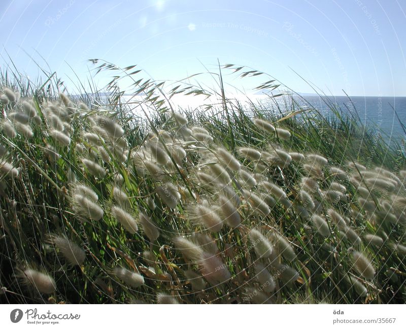 corfu other Grass Wheat Light Ocean Sunset