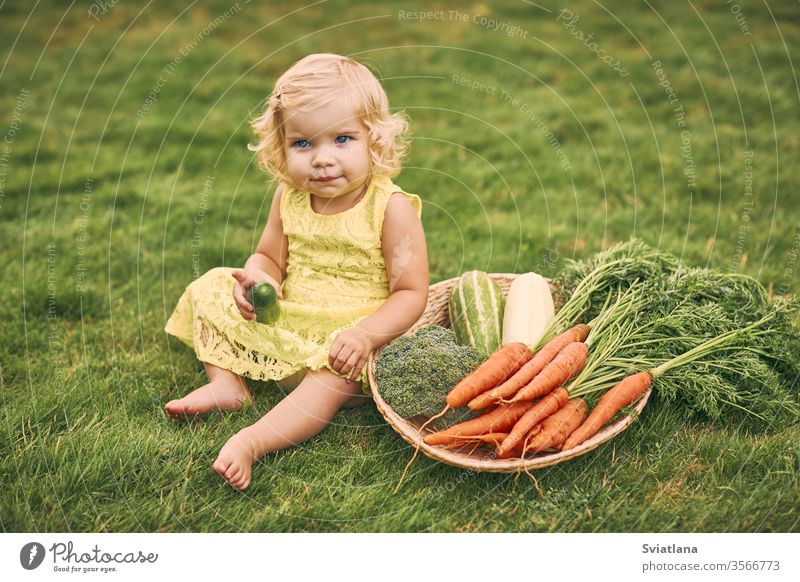 A little blond girl in a yellow dress, barefoot, holds a cucumber in her hand, sits next to a large basket of vegetables on the grass.Healthy food, green vegetarian food.