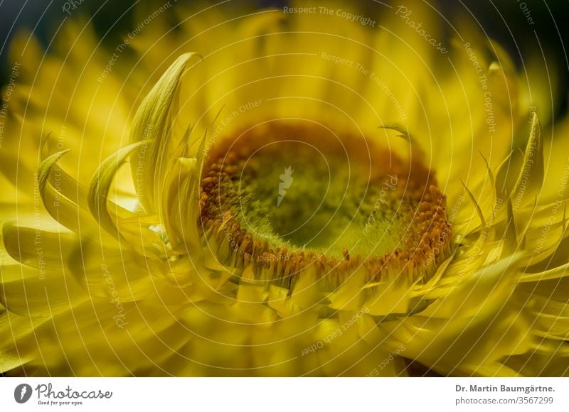 Yellow cultivar of Australian Xerochrysum bracteatum, Bracteantha bracteata, strawflower, paper daisy, closeup of a flower head everlasting plant interior