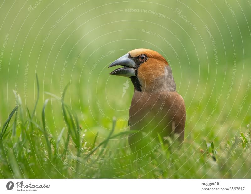 hawfinch in the grass Hawfinch Animal Colour photo 1 Exterior shot Nature birds Wild animal Animal portrait Environment Day Deserted Shallow depth of field Gray