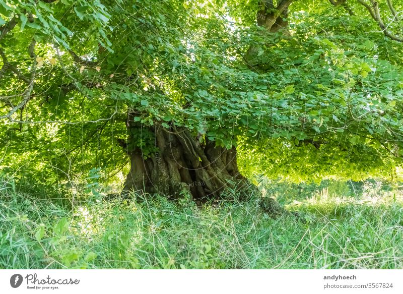 Thousand year old linden tree with the treetop full of green leaves stem 1000 durable monument outlast annual years branch bark copy space ecology environment