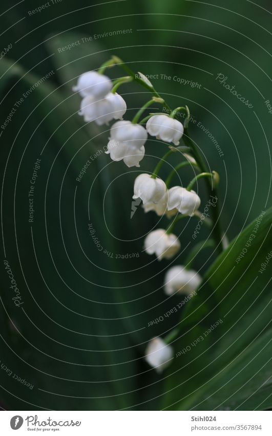 lily of the valley Convallaria majalis Lily of the valley Penumbra Shadow spring spring bloomers Undergrowth bleed White detail closeup flowers Delicate Odor