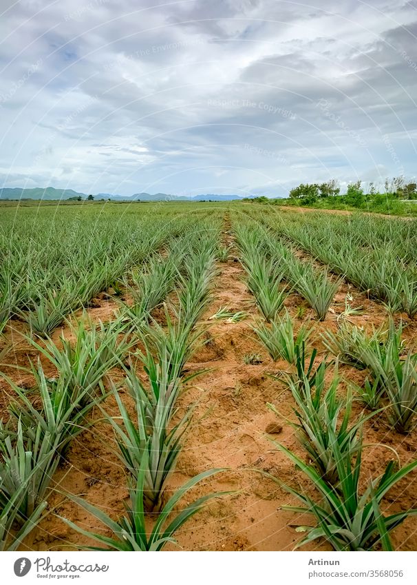 Pineapple plantation. Landscape pineapple farm and mountain. Plnat cultivation. Growing pineapple in organic farm. Argiculture industry. Green pineapple tree in field and white sky and clouds.