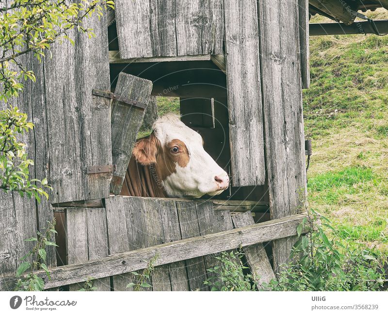 Cow looking out the window - A brown piebald cow looks out of the window of a dilapidated stable on a pasture. chill Dairy cow Cattle cattle Cattle breeding