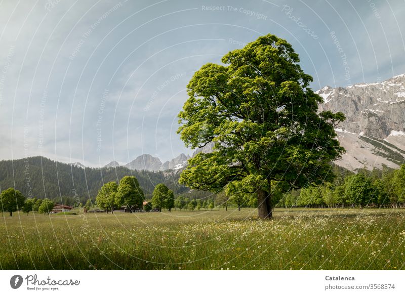 An old tree grows on the flower meadow, the mountains in the background know it Tree Chestnut Oak tree Beech tree Plant Meadow Flower meadow herbs Alps Snow