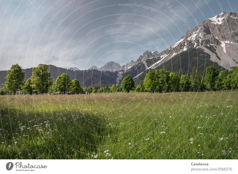 On a summer morning in the valley, the flower meadow, the trees and the mountains in the background radiate peace and quiet Green Gray Blue Beautiful weather