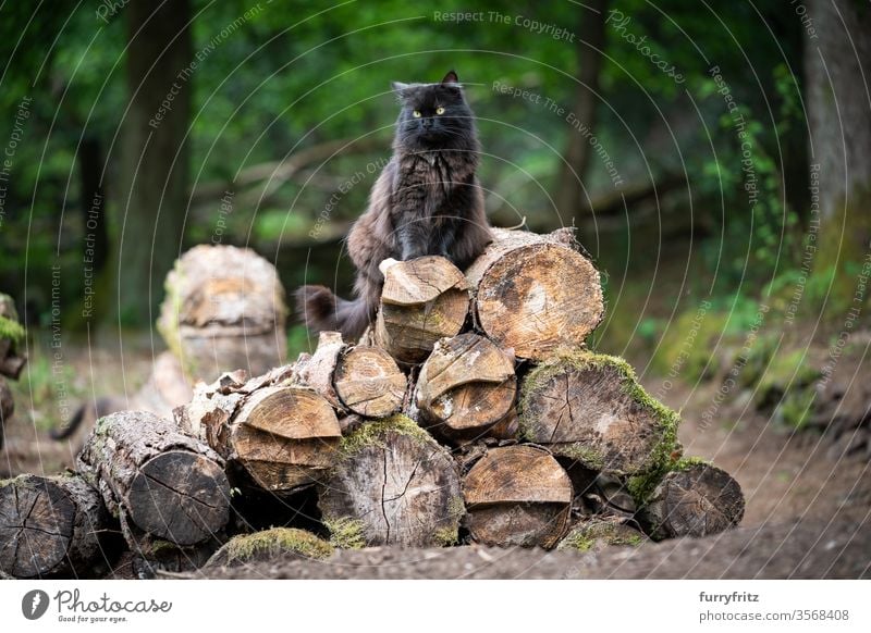 fluffy black longhaired cat sitting on a pile of tree trunks in the forest Cat pets mixed breed cat Outdoors Nature Longhaired cat Black cat One animal green