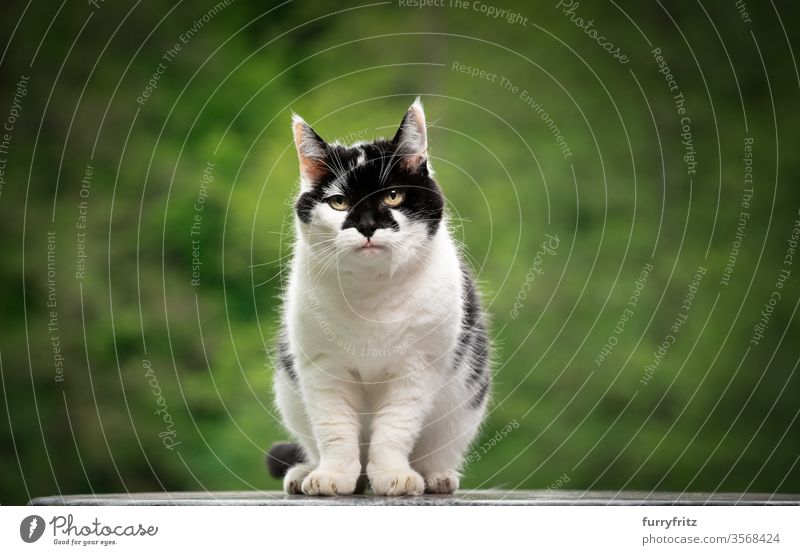 Portrait of a black and white cat with beautiful pattern on the face outside Cat pets mixed breed cat Outdoors Nature White Black Pattern One animal green