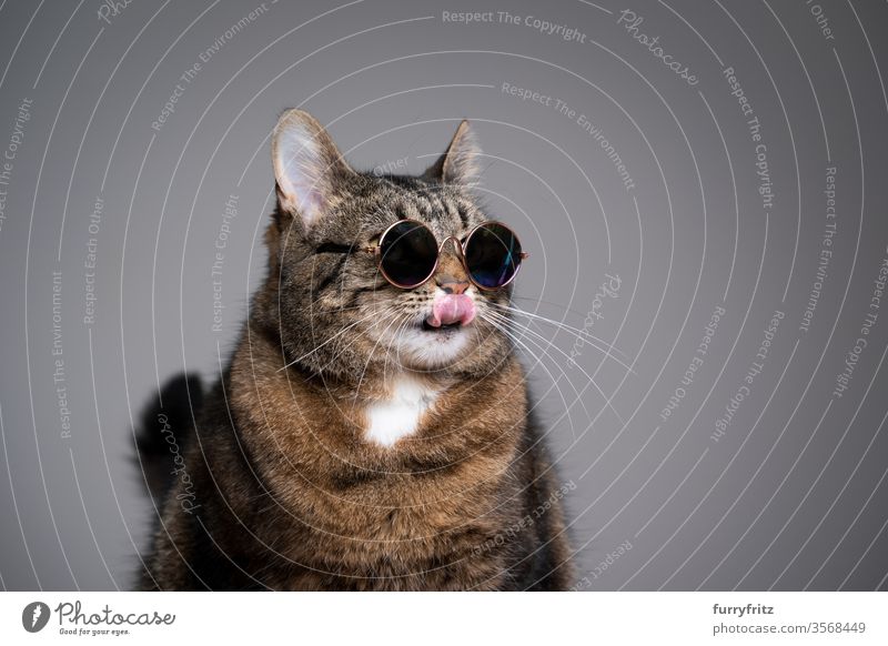Studio portrait of an overweight cat wearing sunglasses and licking his lips Cat pets tabby shorthaired cat Studio shot Copy Space feline Pelt Funny Sunglasses