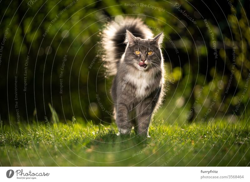Maine Coon cat with fluffy tail in sunlight outside on the lawn Cat pets purebred cat Longhaired cat maine coon cat White blue blotched sunny Sunlight Summer