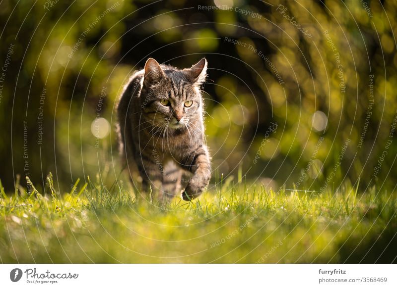 Cat that walks on the meadow in the summer sunlight pets tabby Nature Botany plants Summer sunny Sunlight feline Pelt Background lighting Lawn Meadow Grass