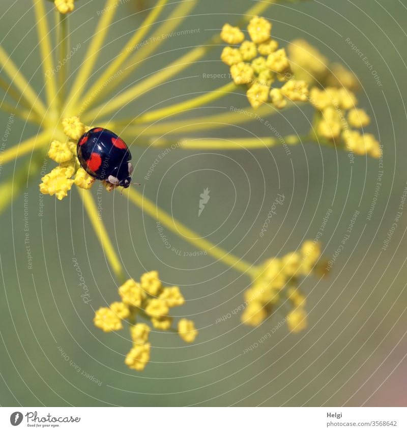 Asian black and red ladybird sitting on a fennel blossom Ladybird Asian ladybird Small Beetle Insect Macro (Extreme close-up) Close-up Animal Crawl