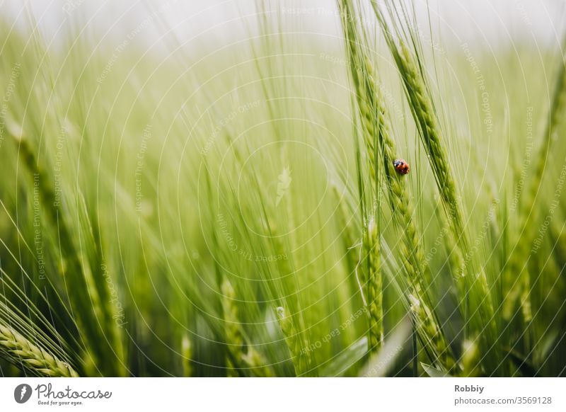 Ladybird in a cornfield Nature Grain field biodiversity nature conservation Agriculture Insect repellent die of insects Beetle Environment