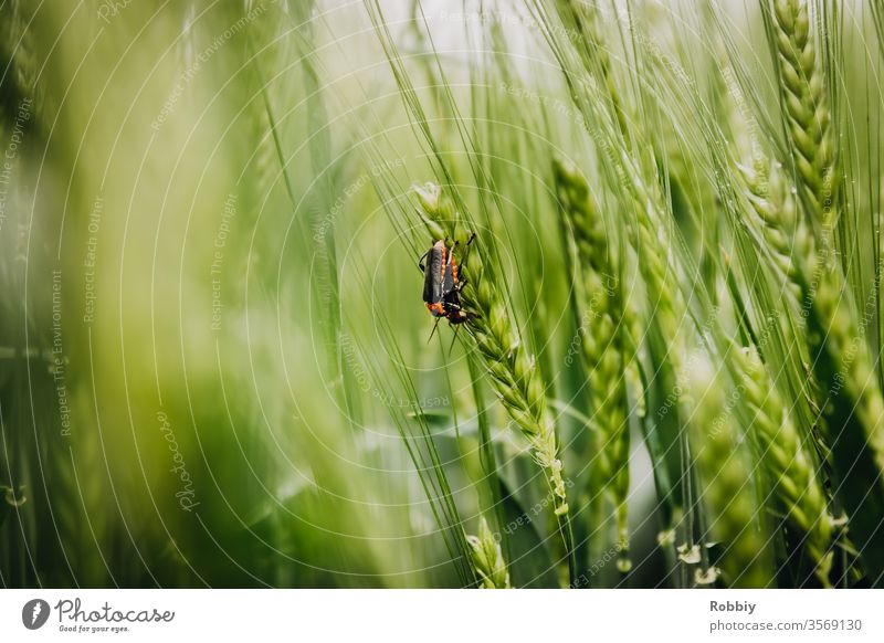 Soldier beetle in a cornfield Nature Grain field biodiversity nature conservation Agriculture Insect repellent die of insects Beetle Environment