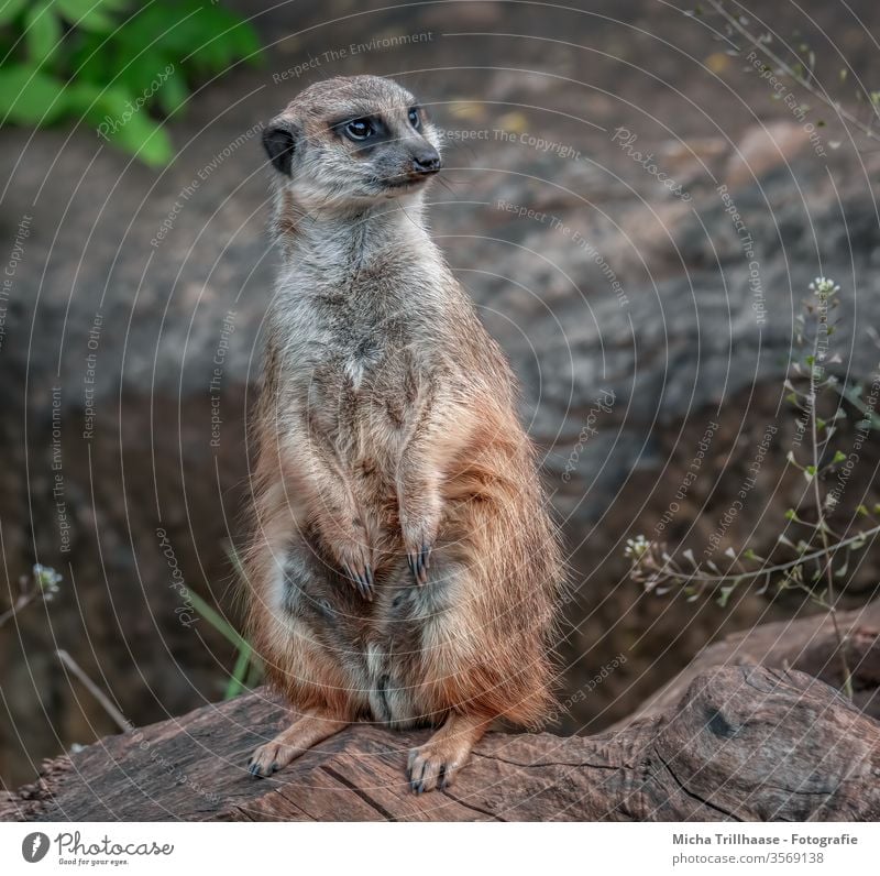 Attentive meerkat Meerkat suricata suricatta Mongooses Head Animal face peer Nose Muzzle ears Legs paws Claw Pelt Wild animal tree roots branches Sand Earth