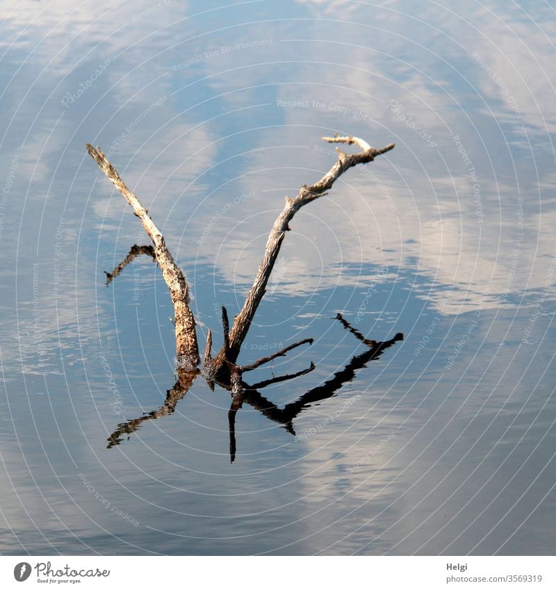 Sea monster - dried up branches rise from a moor lake and reflect themselves and the blue sky with clouds Bog Moor lake Branch Shriveled reflection Sky Clouds