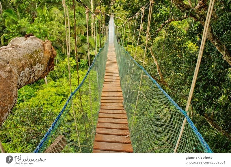 Suspended Bridge Between Two Big Trees, Amazon Basin, Peru, South America Adventure Beautiful Beauty Of Nature Color Colorful Extreme Jungle Landmark