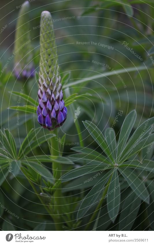lupins Plant flowers fertilizer purple green Blossoming Garden Nature Violet Lupin Lupines