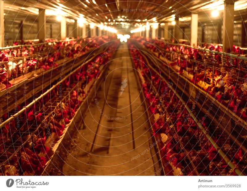 Chicken farm. Egg-laying chicken in battery cages. Commercial hens poultry farming. Layer hens livestock farm. Intensive poultry farming in close systems. Egg production. Chicken feed for laying hens.