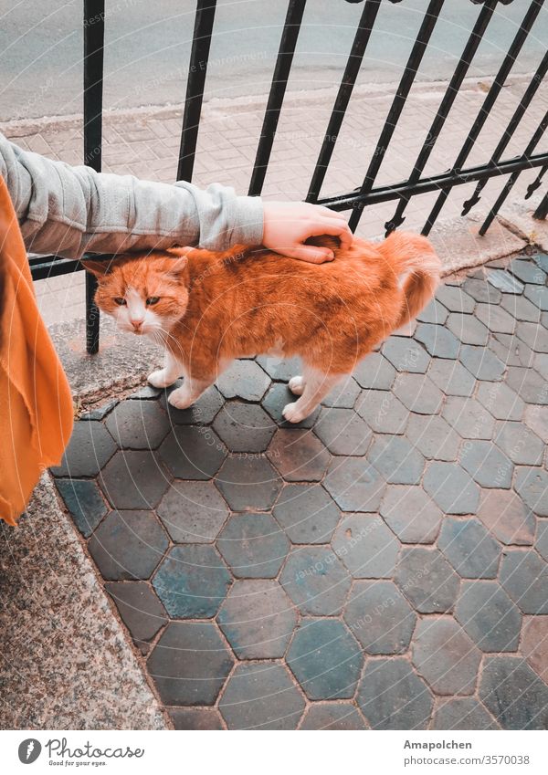 street cat Cat Woman Pet Cuddling Love To console Lovesickness sorrow carefree Sadness Grief Safety (feeling of) depression burnout Red Animal Animal portrait 1