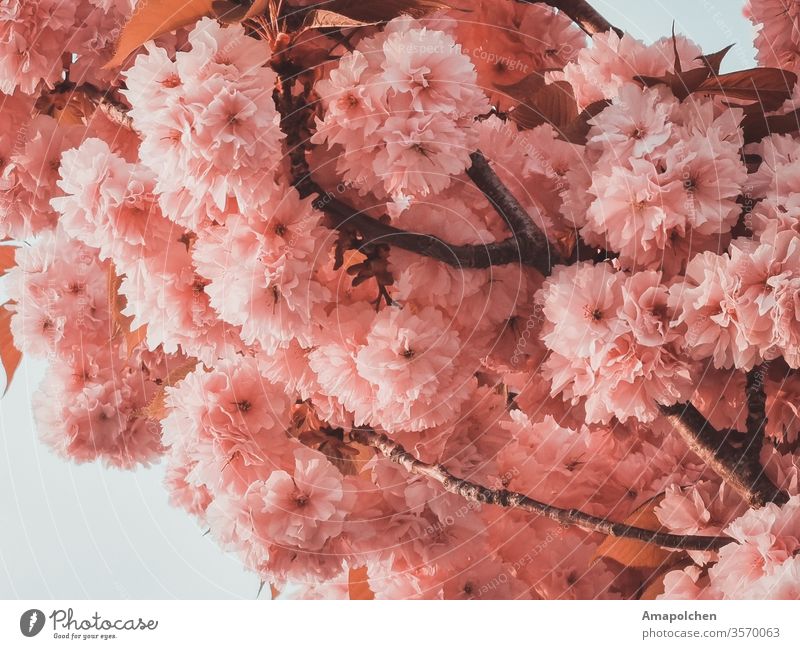 cherry blossoms Cherry blossom Cherry Blossom Festival Spring beginning of spring Spring flower herald of spring Spring Flowering Tree Plant Pink pink flower