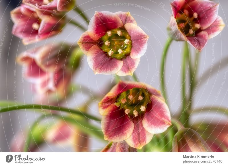 Kalanchoe blossom thick leafed succulents in front of silver background Macro flaked flowers Blossom leave Botany botanical ornamental Thick-leaved plant Colour