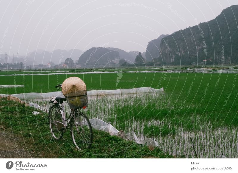 A bicycle with a conical hat in front of green rice fields in Ninh Binh, Vietnam conical cap rice hat Landscape Rice cultivation Asian Food Field Extend