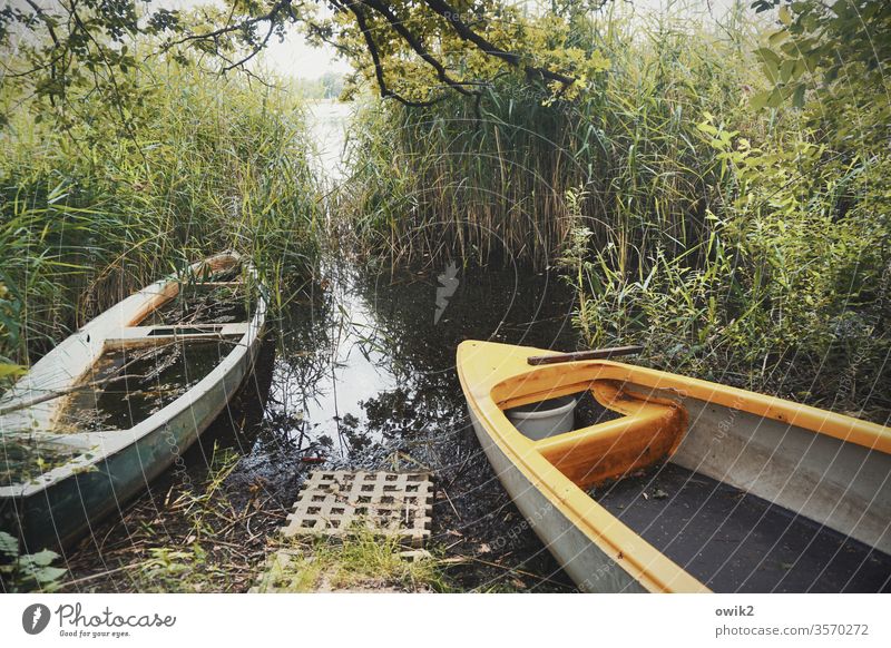 End of a boat trip boats Rowboats Old covert Lakeside reed Reeds twigs Closing time Exterior shot Water Landscape Colour photo Deserted Environment