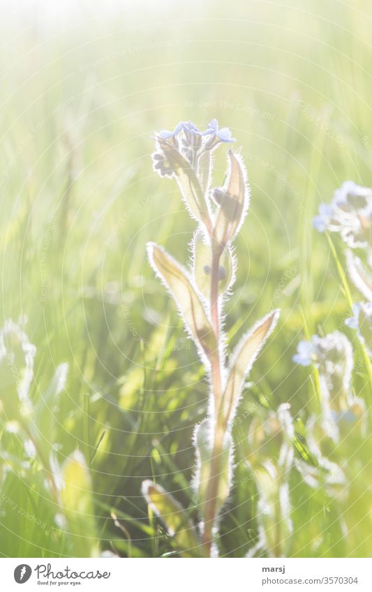 Forget-me-not backlit Spring fever Wild plant Plant flowers bleed spring Dream Fresh Calm Life Longing Harmonious Multicoloured Colour photo Fragrance