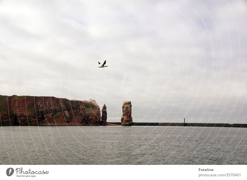 Favourite island - or Heligoland from the sea side with a wonderful view of the Lange Anna Helgoland Tall Anna Rock Landmark Exterior shot Colour photo Deserted