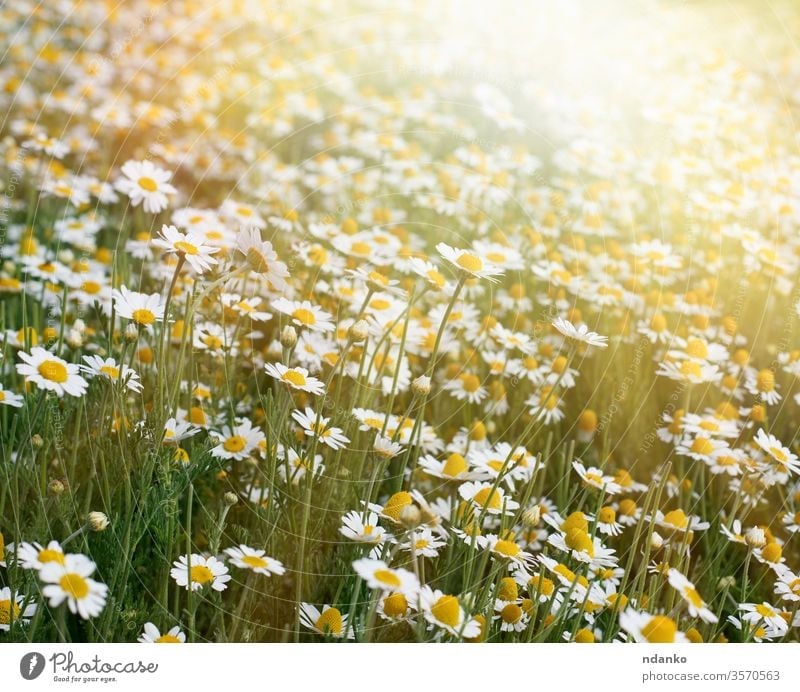 field of daisies background