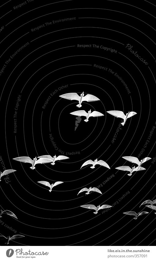 outlaw Nature Animal Bird Pigeon Swan Seagull Flock Tall Flying Elegant Easy Wing Art Work of art Metal Black & white photo Interior shot Deserted