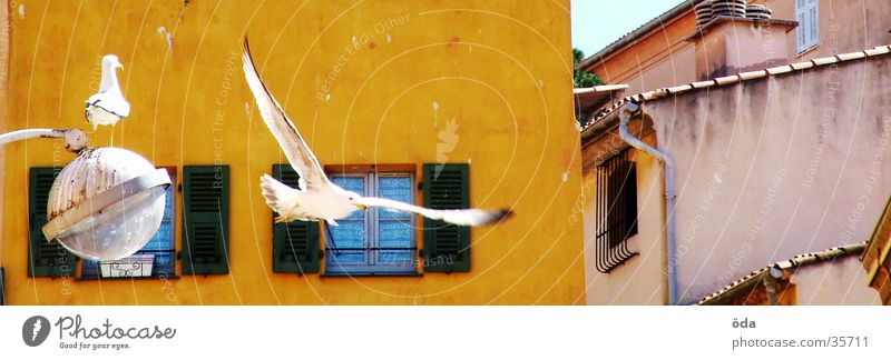 mediterranean bird show Bird Pigeon Mediterranean House (Residential Structure) Lantern White Nice Aviation Flying Wing