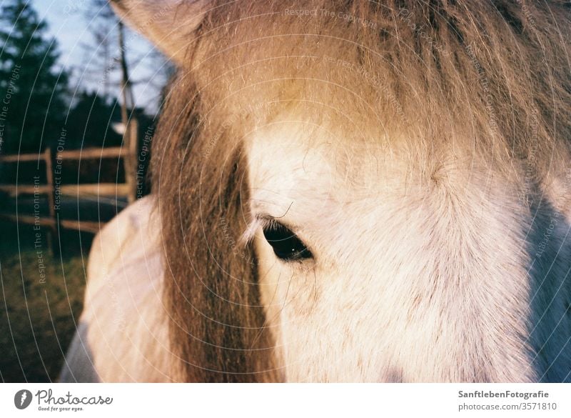 Weisses Pferd Horse Animal Eyes White Colour photo Animal portrait Nature Looking into the camera Animal face