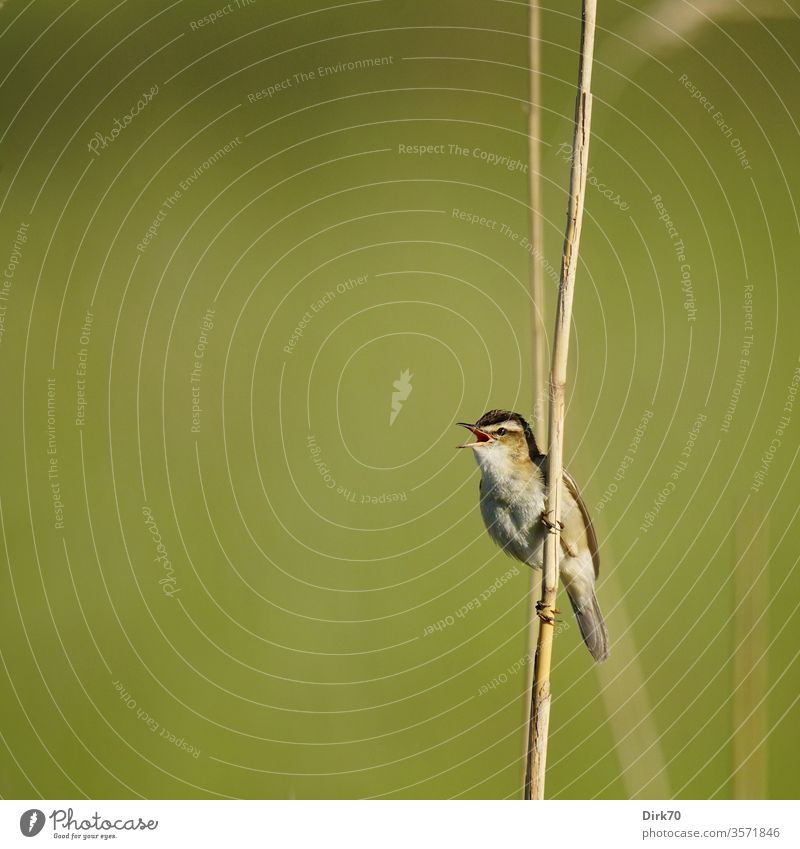 Reed Warbler, singing, on the reed that gives its name birds songbird Leaf-warblers Common Reed reed stalk Climbing climbing Singing Nature spring