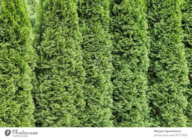 Beautiful green cypresses in a row abstract background backgrounds backyard botanical botany branch bush closeup decoration decorative design environment