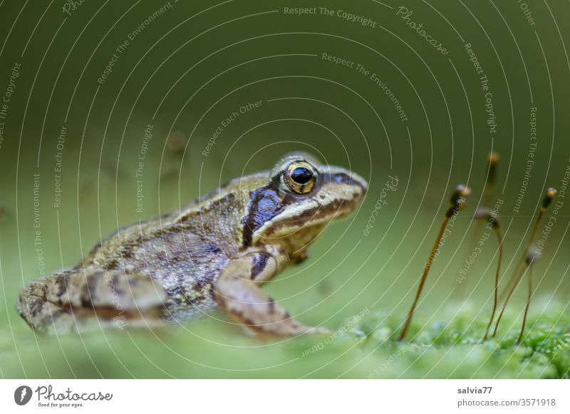 Frog on Moss, Amphibians, Animals