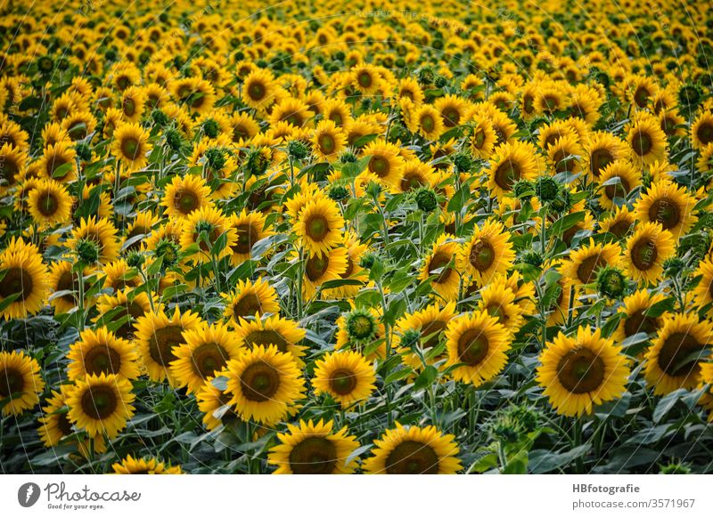 sunflower field Sunflower field Sunflowers sunflower blossom Summer solar power bleed Yellow Plant Agricultural crop Blossoming Field Landscape Colour photo